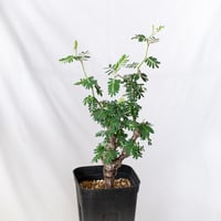 センナ メリディオナリス 実生 Senna Meridionalis コーデックス 塊根植物 多肉植物 珍奇植物 静岡 ANTIDOTE 通販 S709