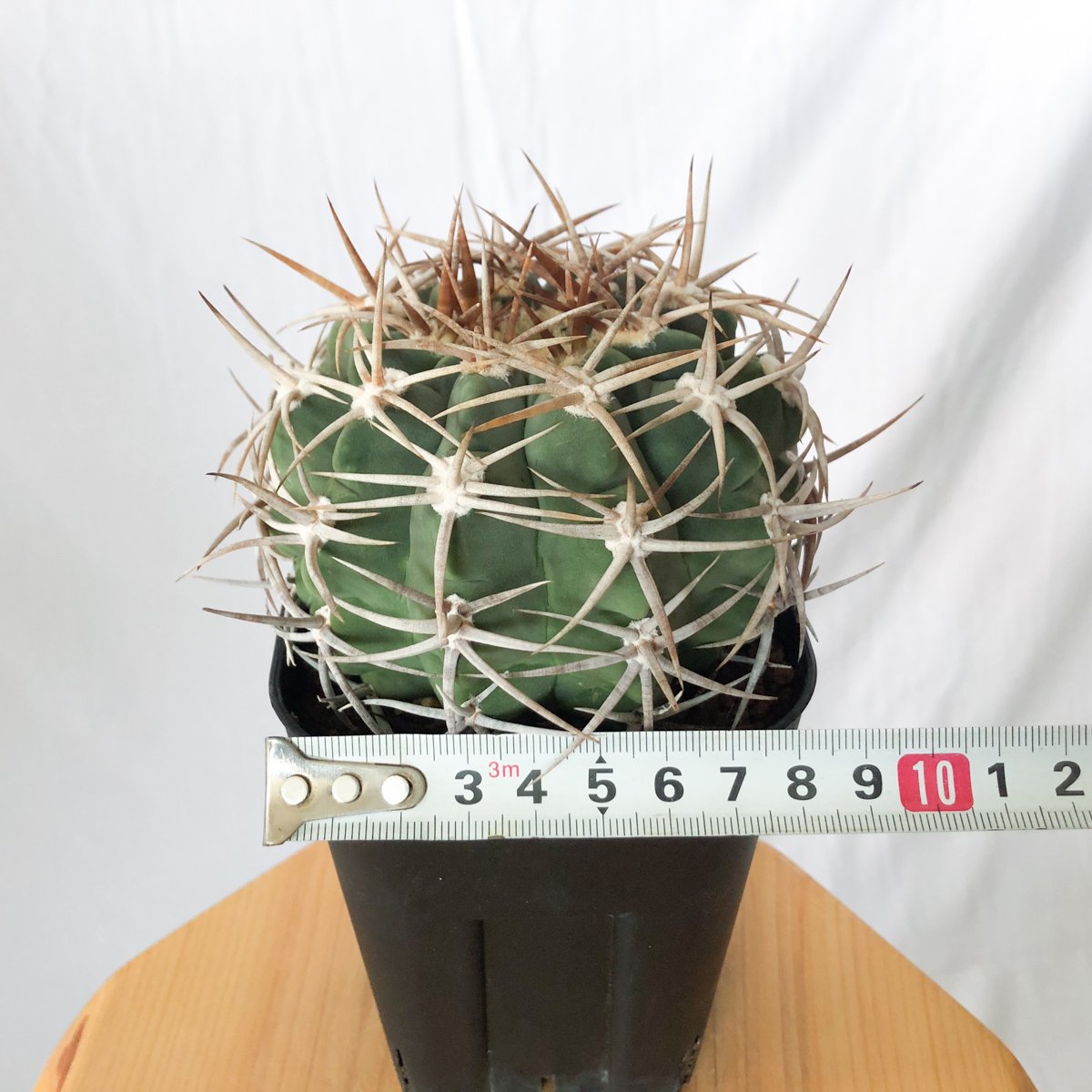 ギムノカリキウム フェロシオール 実生特選 ギムノカリキウム フェロシオール 美株 実生 Gymnocalycium hybopleuru