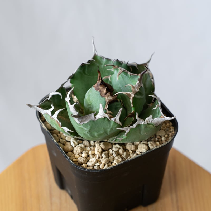 台湾産 親株 WhiteWhale 白鯨 アガベ チタノタ OC 台湾産 親株 WhiteWhale 白鯨 アガベ チタノタ OC アガベ チタノタ