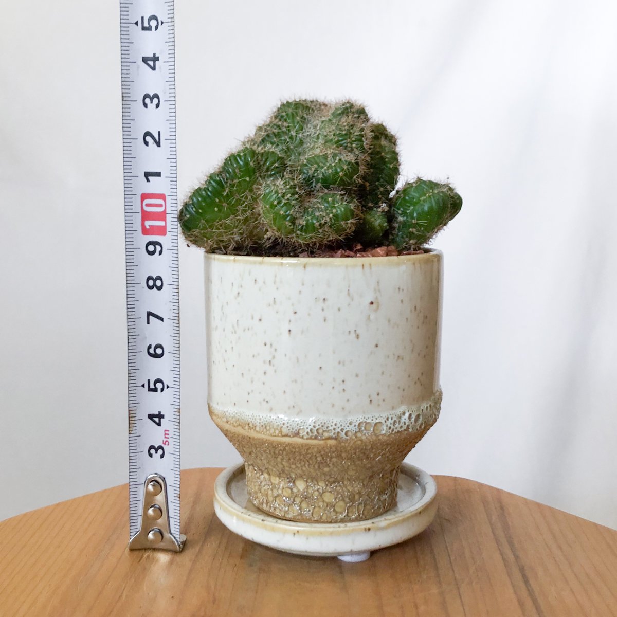 セレウス 金獅子 鉢セット Cereus variabilis f.monstrosus サボ