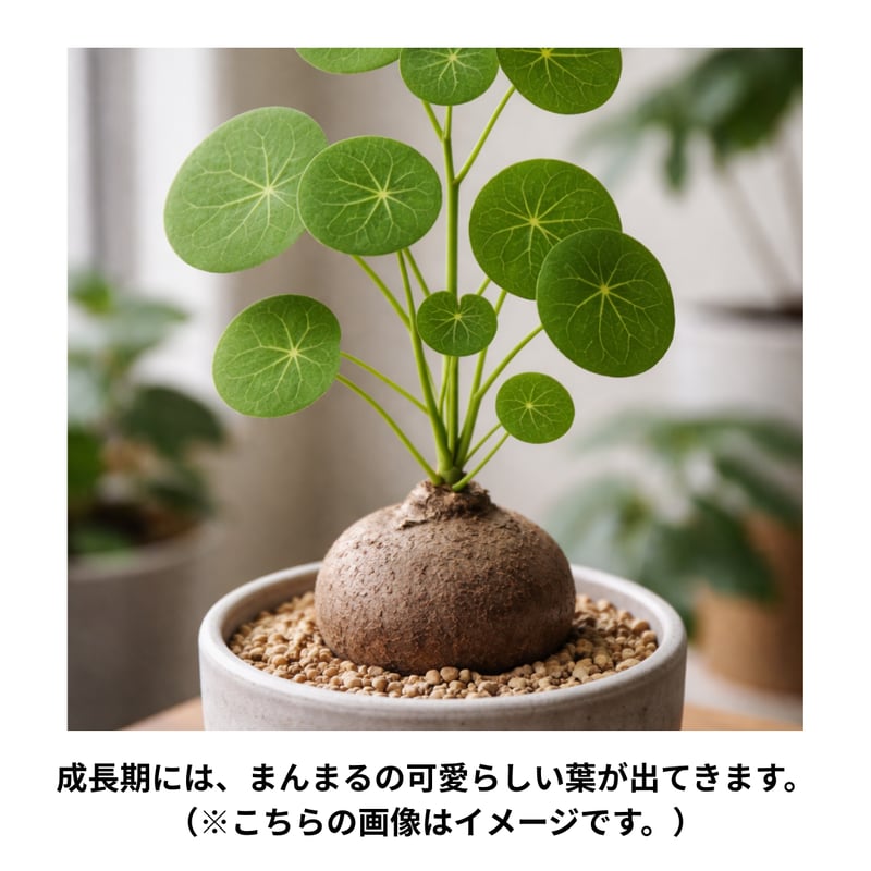ステファニア エレクタ Stephania erecta 塊根植物 コーデックス 多肉