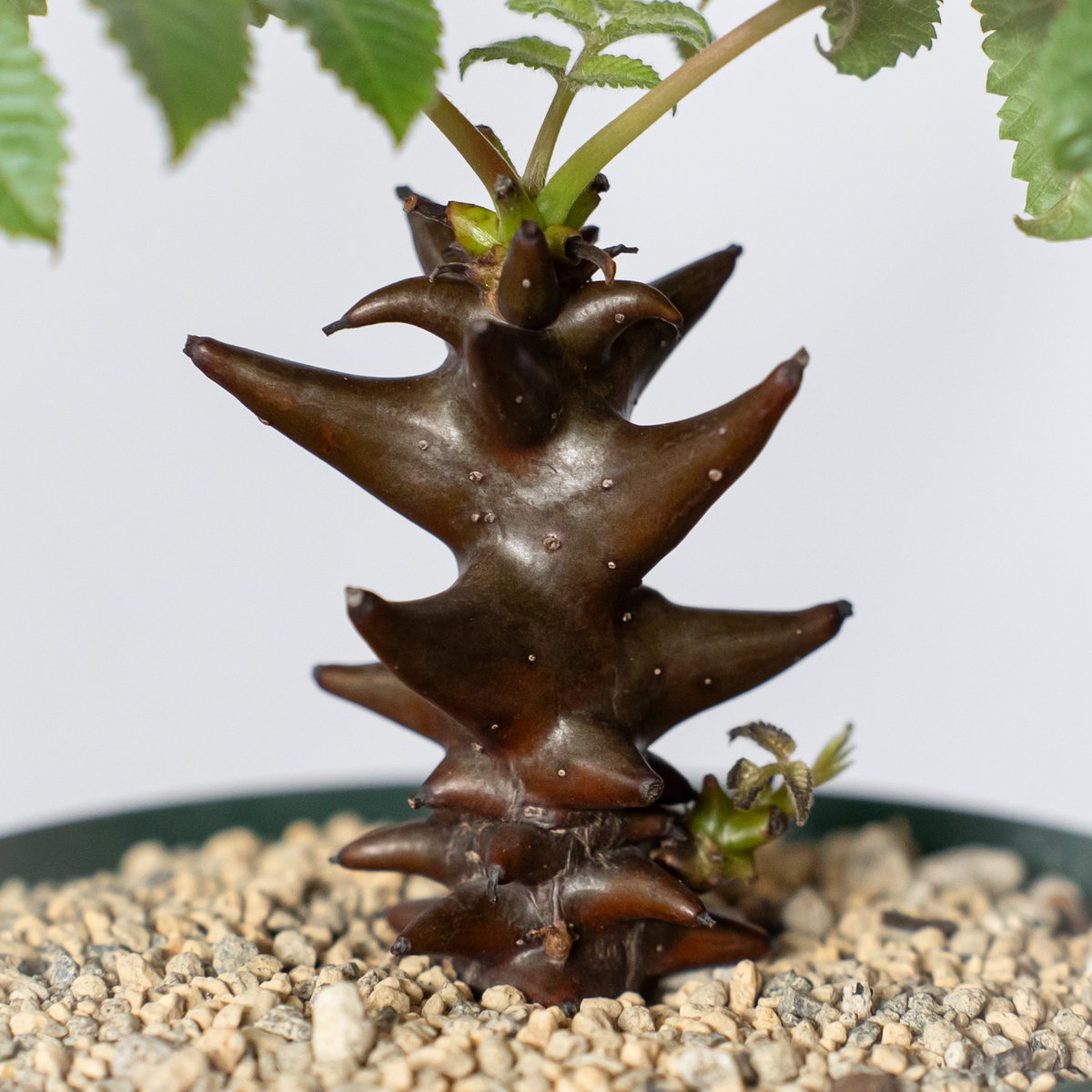 ベイセリア メキシカーナ 実生 Beiselia mexicana 塊根植物 多肉植物