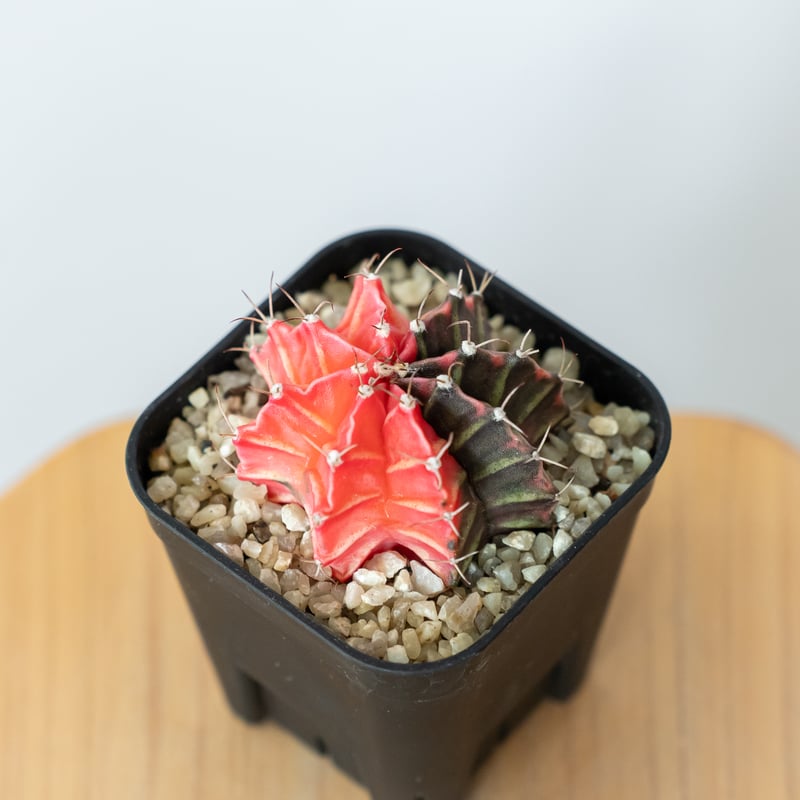 ギムノカリキウム ミハノビッチ 実生【発根管理中】緋牡丹錦