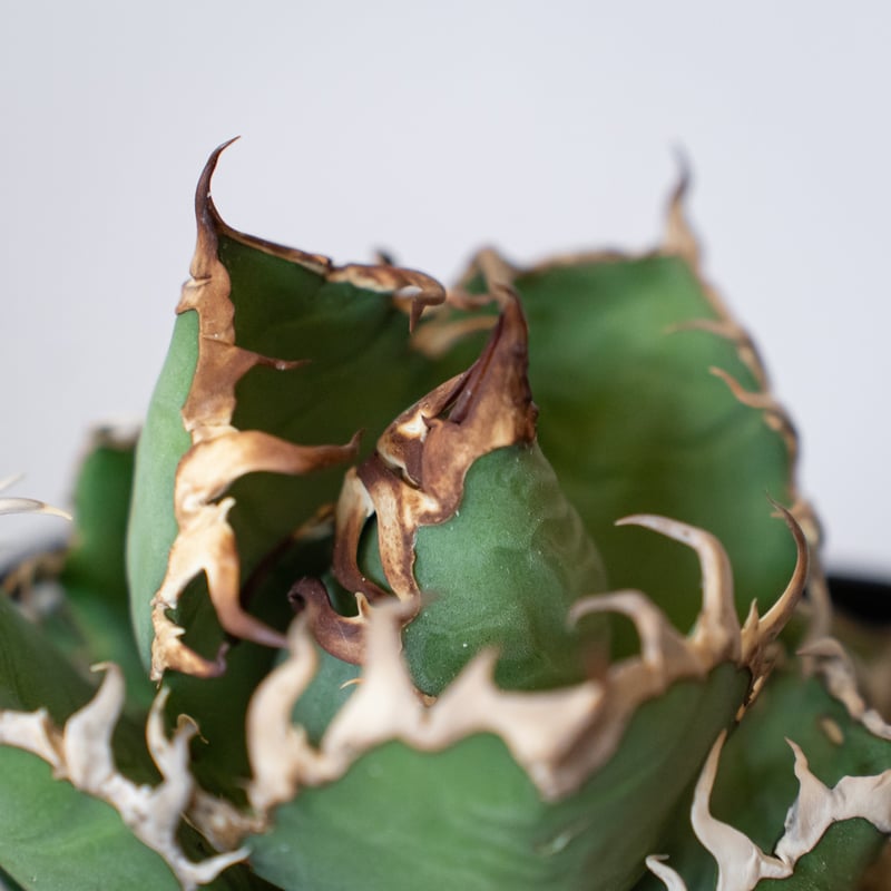 アガベ チタノタ シーザー 美株 OC株 Agave titanota Caesar 多肉植物