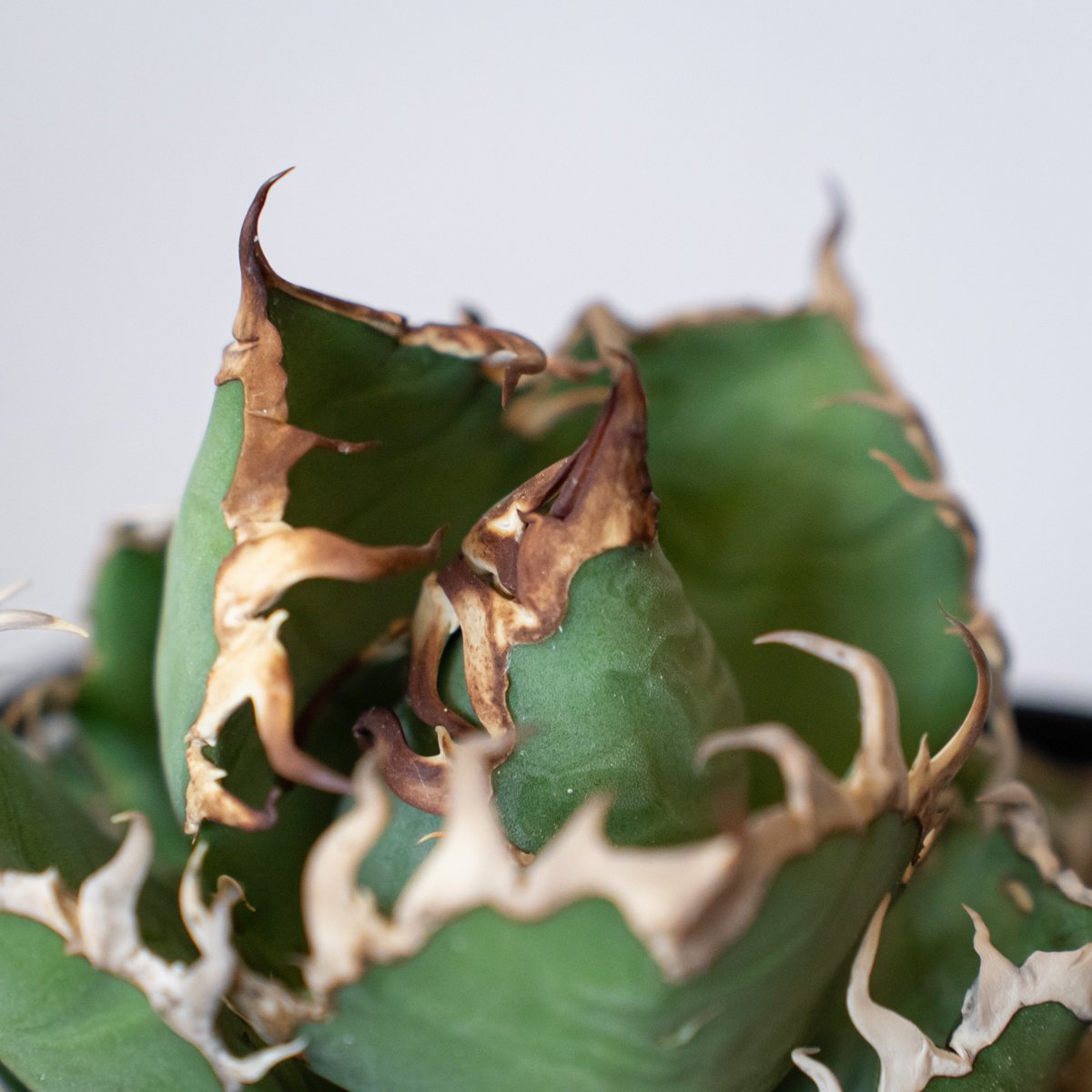 アガベ チタノタ シーザー 美株 OC株 Agave titanota Caesar 多肉植物