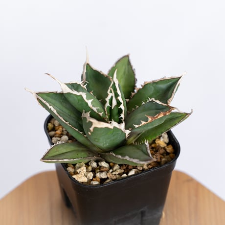 アガベ チタノタ 狼人 OC株 Agave titanota Werewolf  多肉植物 珍奇植物 静岡 ANTIDOTE 通販 S1155
