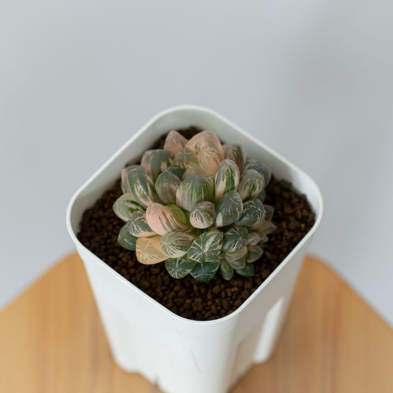 ハオルチア オブツーサ錦 舞姫錦 Haworthia obutusa 'Maihime