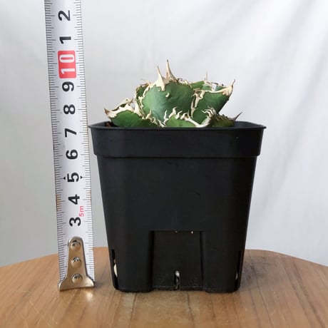 アガベ チタノタ 白幽霊【発根管理中】TC株 agave titanota white ghost 多肉植物 珍奇植物 静岡 ANTIDOTE 通販 S1445