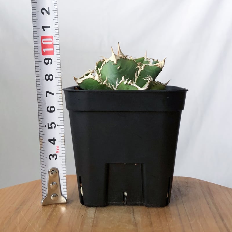 アガベ チタノタ 白幽霊【発根管理中】TC株 agave titanota white gho