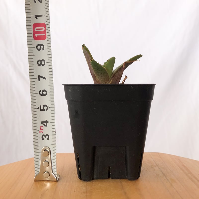 アガベ チタノタ 鰐亀 ワニガメ TC株 Agave titanota alligator s
