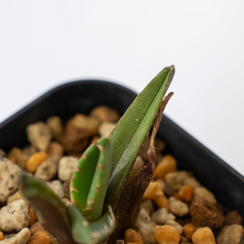 アガベ チタノタ 鰐亀 ワニガメ TC株 Agave titanota alligator s