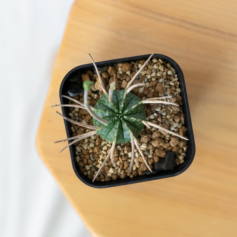 ユーフォルビア スーパーバリダ 美株 雌株 メス株 実生 Euphorbia