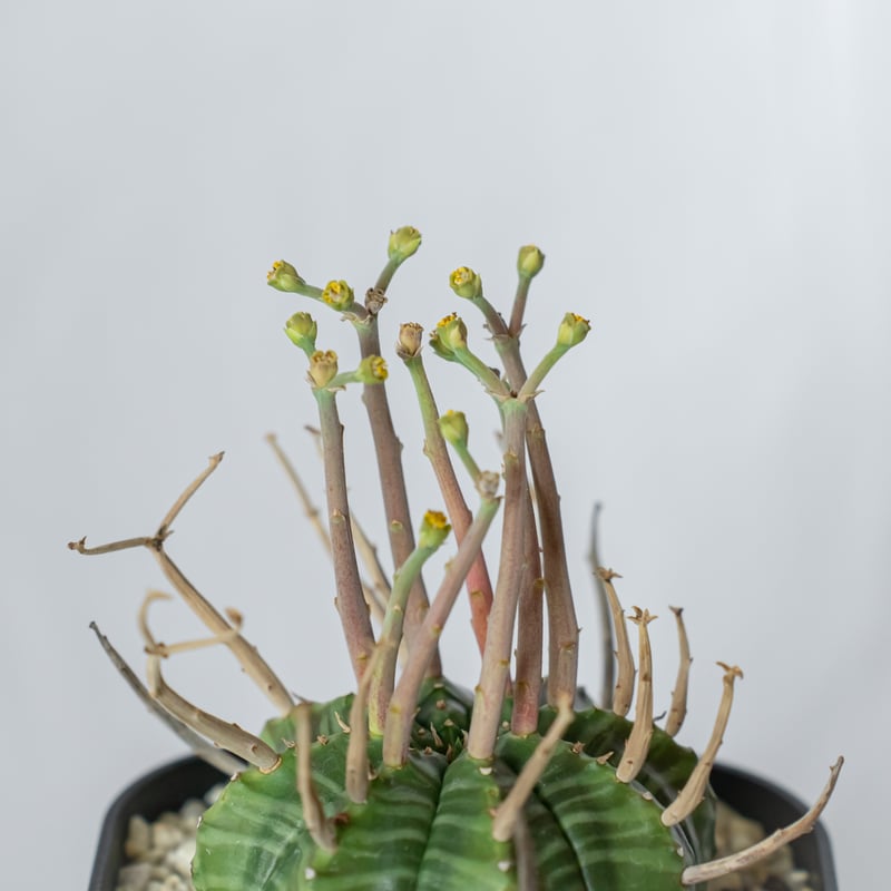 ユーフォルビア スーパーバリダ 実生 雄株 美株 Euphorbia super valida