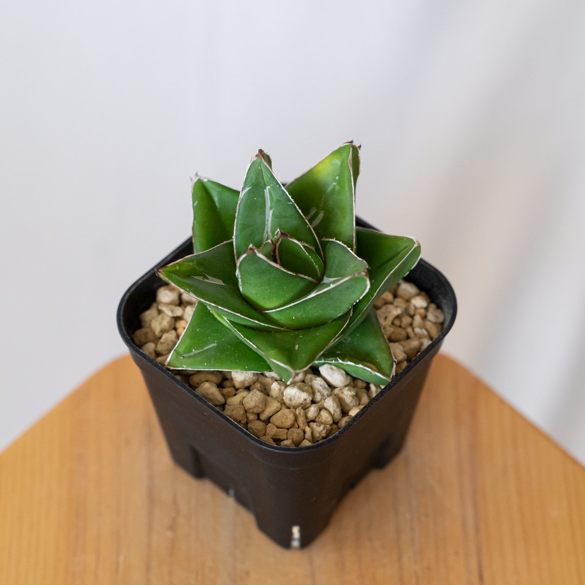 アガベ　笹の雪　発根済み　中株 アガベ 笹の雪 桃太郎 OC株【発根管理中】Agave victoriae-reginae 多