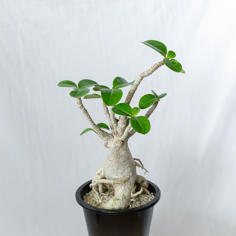 アデニウム アラビカム バオバブフォーム 実生 Adenium Arabicum baobab