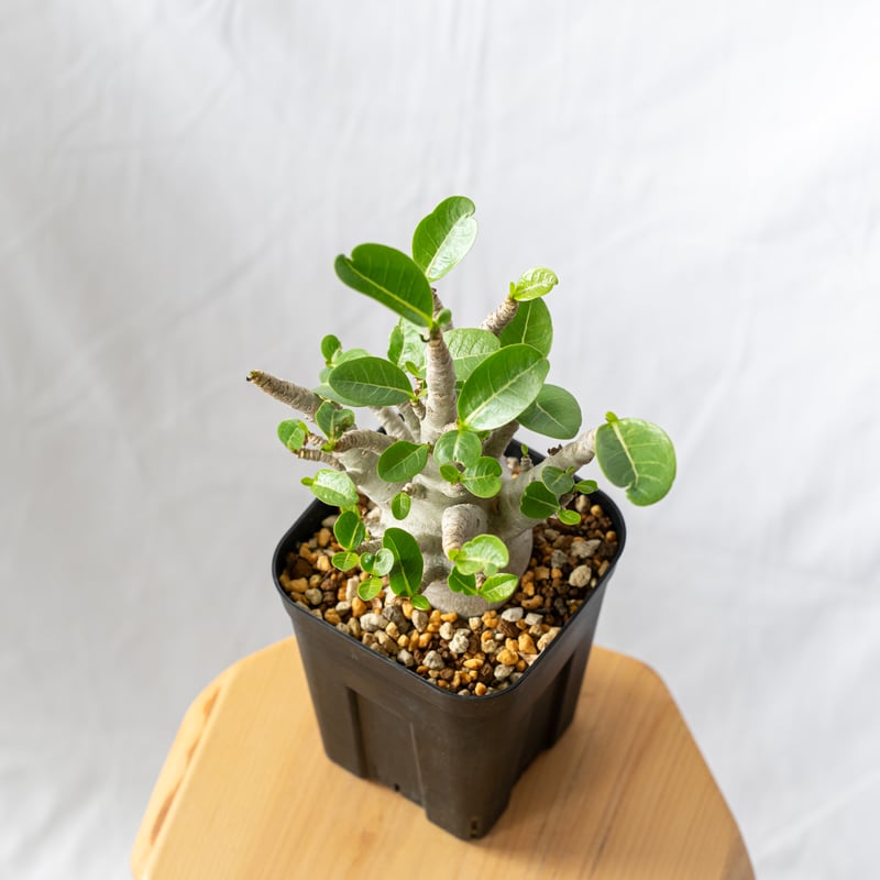 アデニウム アラビカム ブラックスキン【発根管理中】Adenium Arabicum
