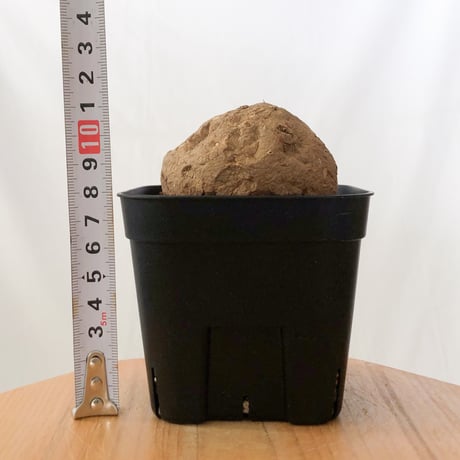 ステファニア エレクタ 実生【発根管理中】Stephania erecta 塊根植物 コーデックス 多肉植物 珍奇植物 静岡 ANTIDOTE 通販 S1411