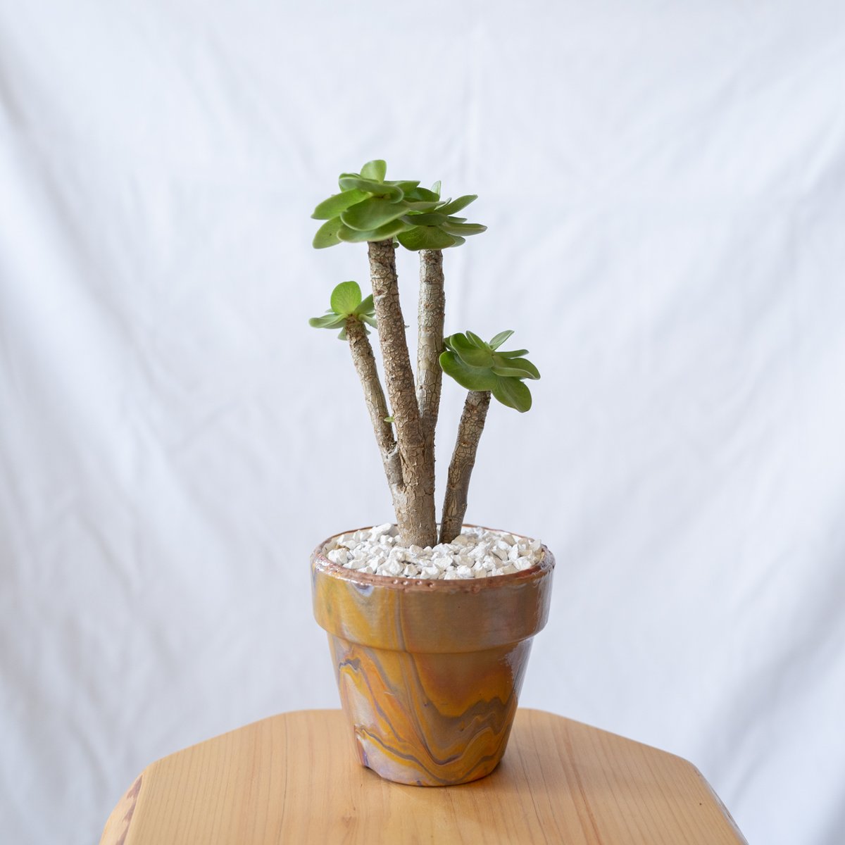 ポーチュラカリア モロキニエンシス molokiniensis 多肉植物 珍奇植物