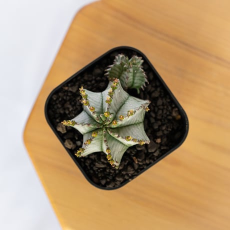 ユーフォルビア ホリダ 仔株付き Euphorbia horrida 多肉植物 珍奇植物 ANTIDOTE 静岡 通販 S1142