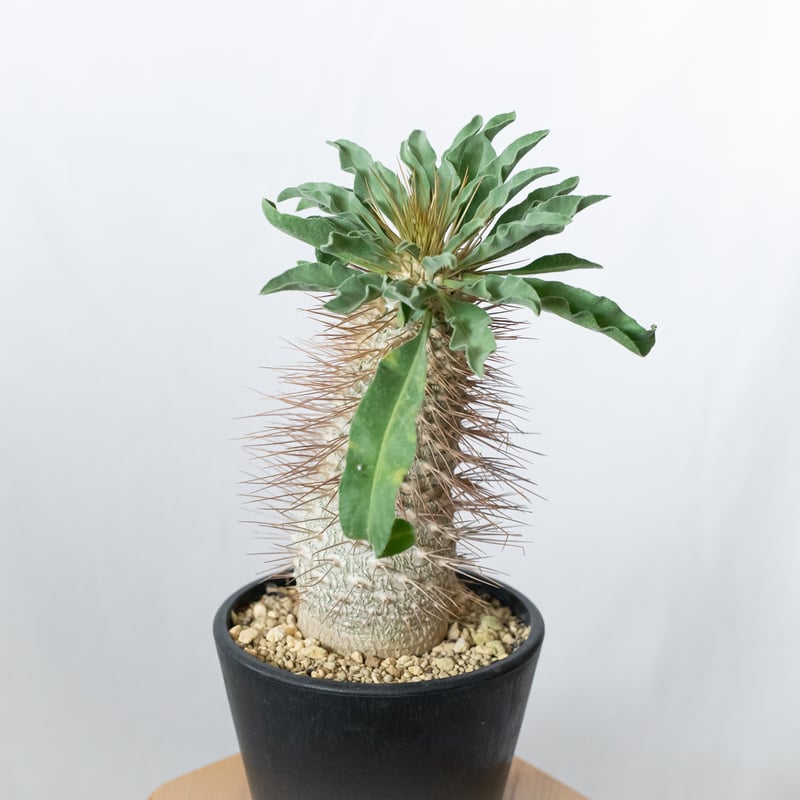 パキポディウム ナマクアナム 光堂 接木 大株 実生 Pachypodium