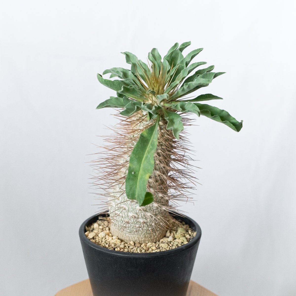 パキポディウム ナマクアナム 光堂 接木 大株 実生 Pachypodium