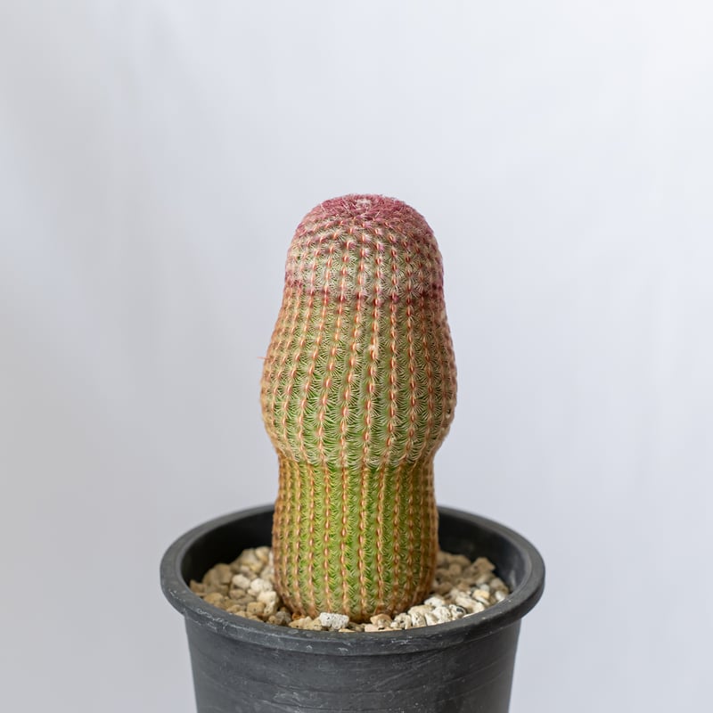 エキノセレウス ルブリスピヌス 紫太陽 Echinocereus