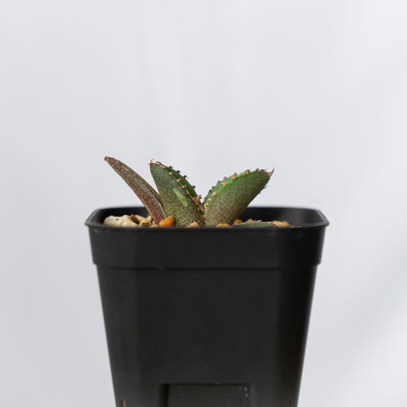 【上澳園芸】 アガベ　agave チタノタ 鰐亀 上澳園芸】 アガベ agave チタノタ 鰐亀 - メルカリ
