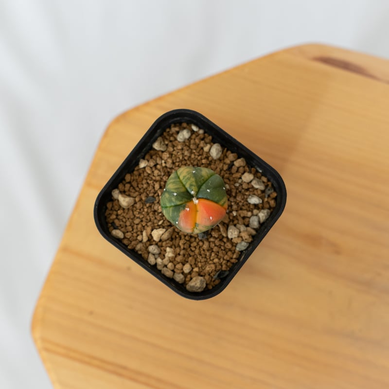 アストロフィツム 瑠璃兜錦 赤斑 Astrophytum asterias 多肉植物