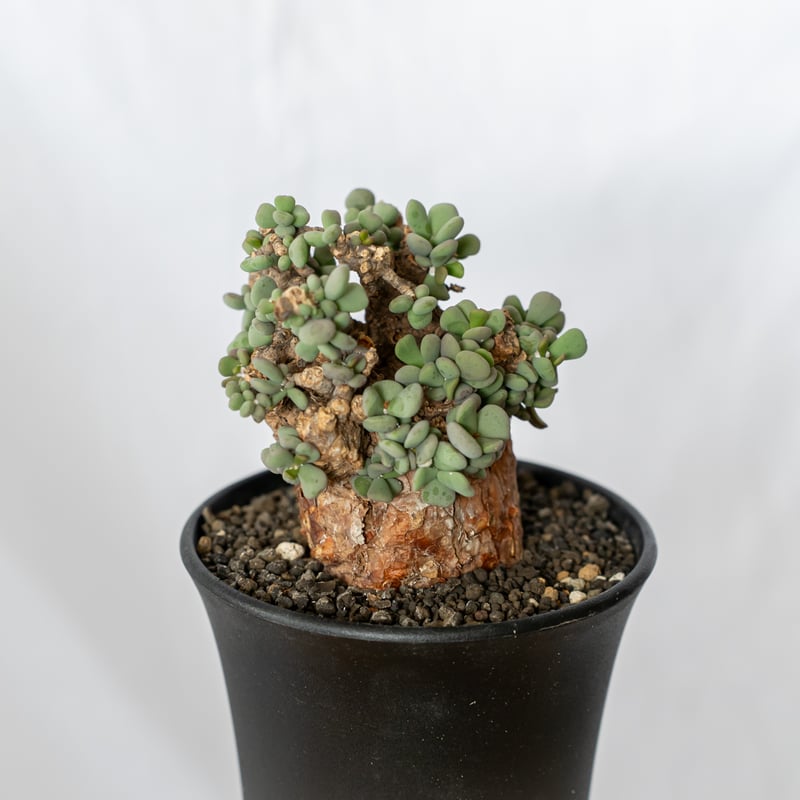 ケラリア ピグマエア 輸入株 Ceraria pygmaea 塊根植物 コーデックス