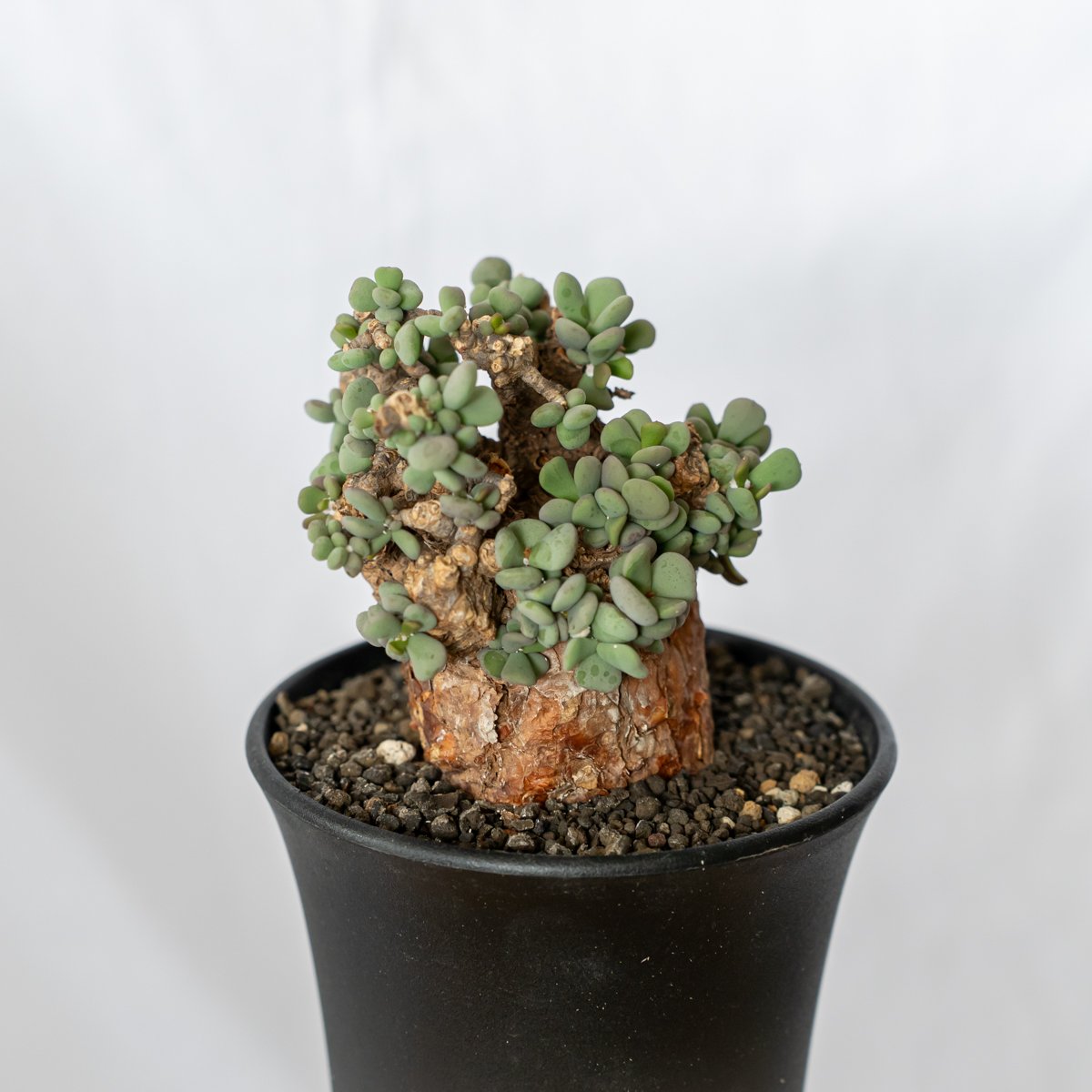 ケラリア ピグマエア 輸入株 Ceraria pygmaea 塊根植物 コーデックス