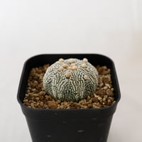 アガベ ピンキー【発根管理中】TC株 Agave Pinky 多肉植物 珍奇植物