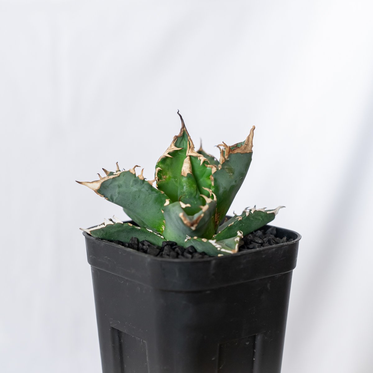 アガベ チタノタ ホワイトファイヤー【トニー産】仔株付き TONY