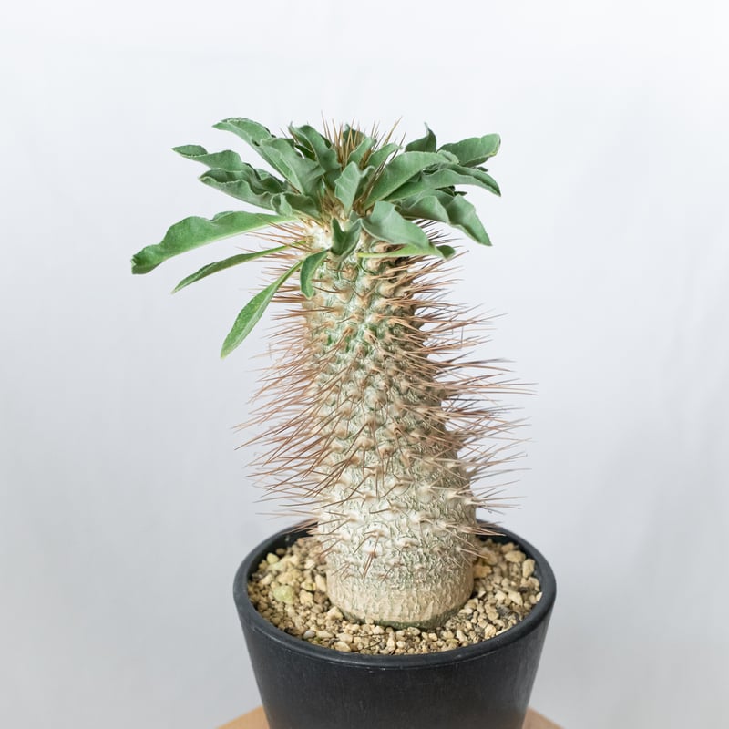 パキポディウム ナマクアナム 光堂 接木 大株 実生 Pachypodium