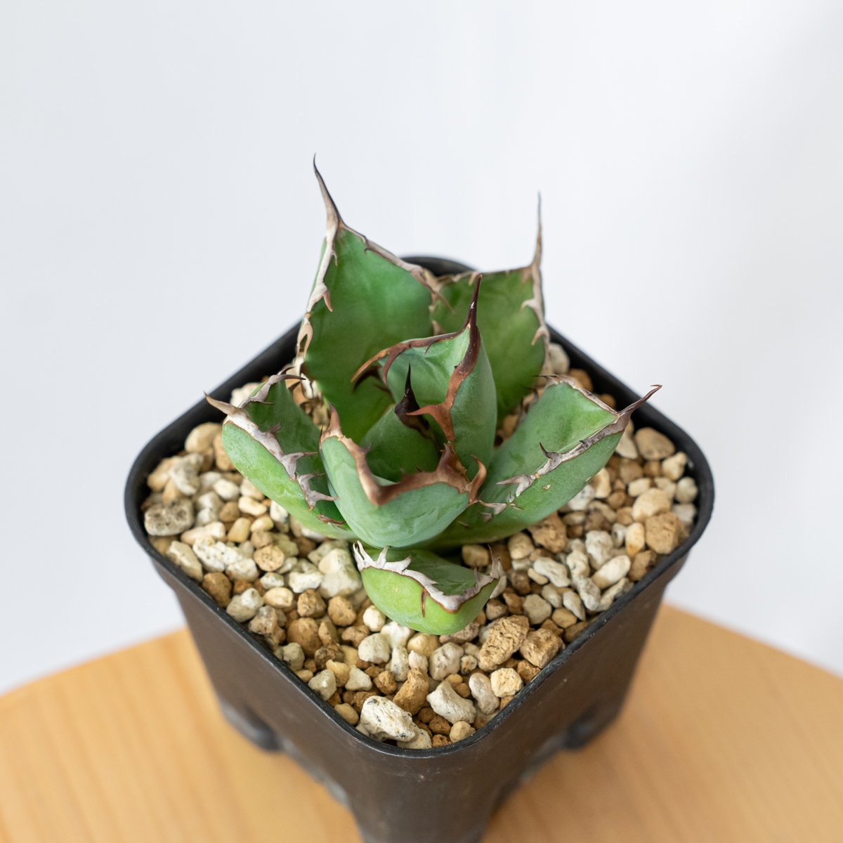 アガベ チタノタ 黒鯨【発根管理中】OC株 Agave titanota Black Whal