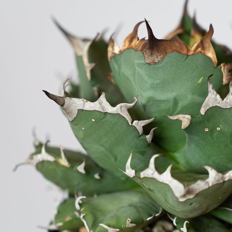 アガベ チタノタ 姫厳竜 OC株 Agave titanota 多肉植物 珍奇植物 静岡