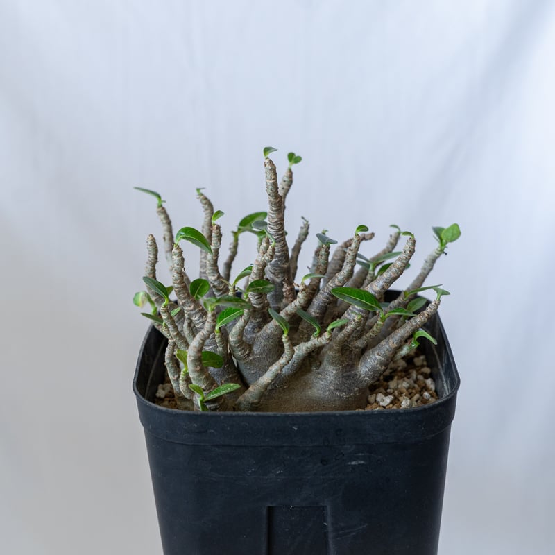 アデニウム ブラックスキン アラビカム 大株 Adenium Arabicum Black S