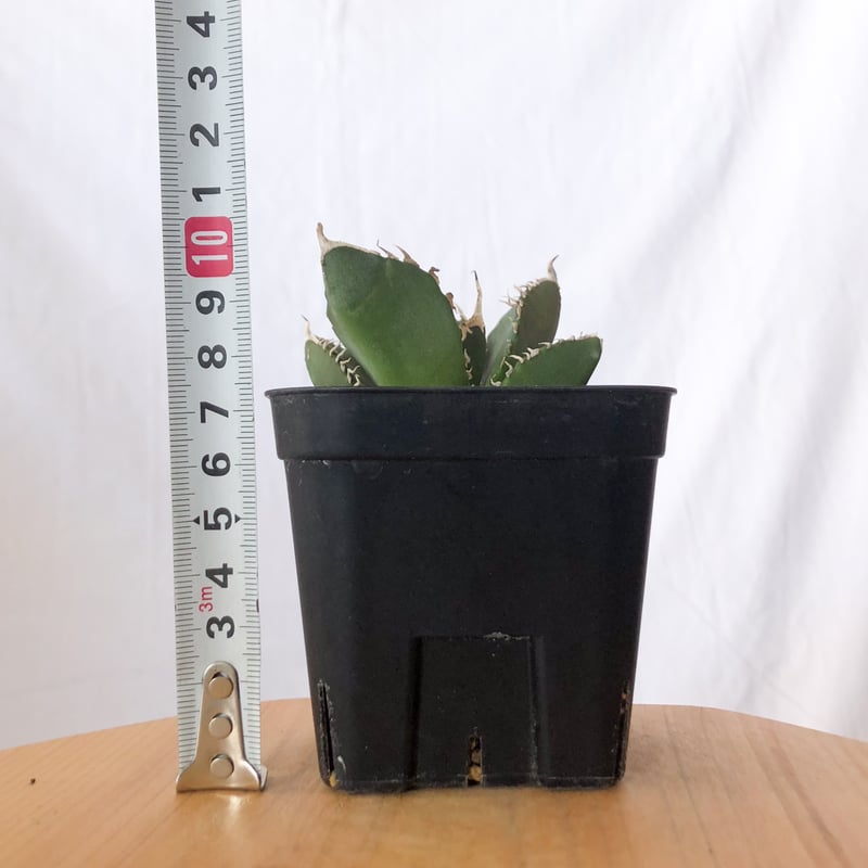 多肉植物アガベ チタノタ 魔丸 アガベ チタノタ 魔丸【発根管理中】agave titanota imps 多肉
