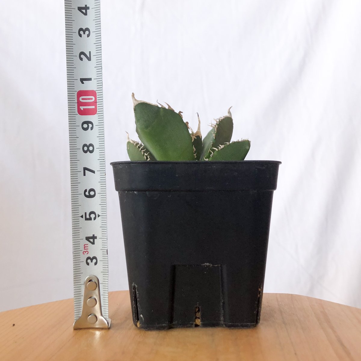 アガベ チタノタ 魔丸 agave titanota imps 多肉植物 珍奇植物 ANTID