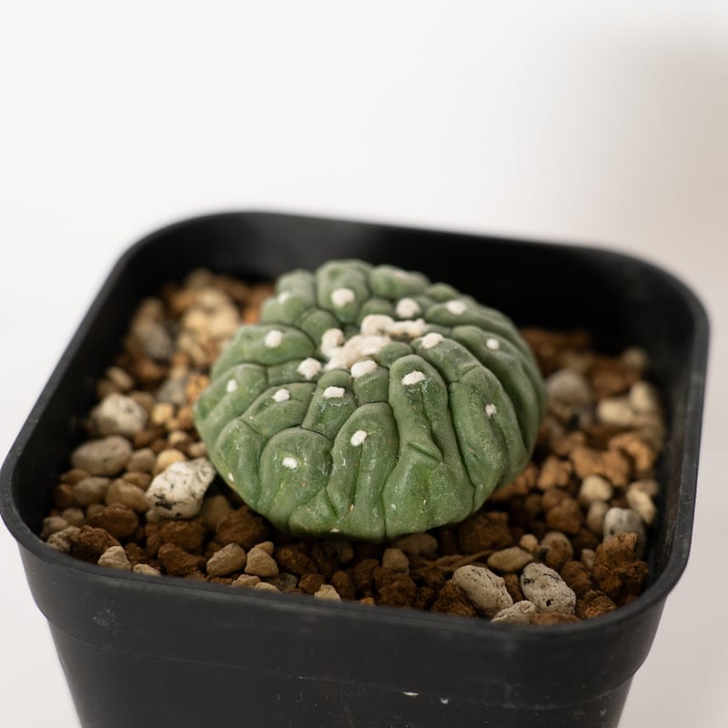 アストロフィツム 亀甲兜 リザードスキン Astrophytum 多肉植物