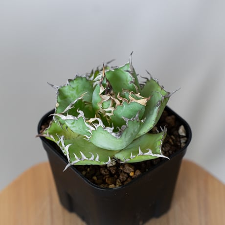 アガベ チタノタ フィリグリー OC株 agave titanota filigree 多肉植物 珍奇植物 静岡 ANTIDOTE 通販 S1062