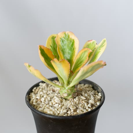 観葉植物 ユーフォルビアポイゾニー錦 大株