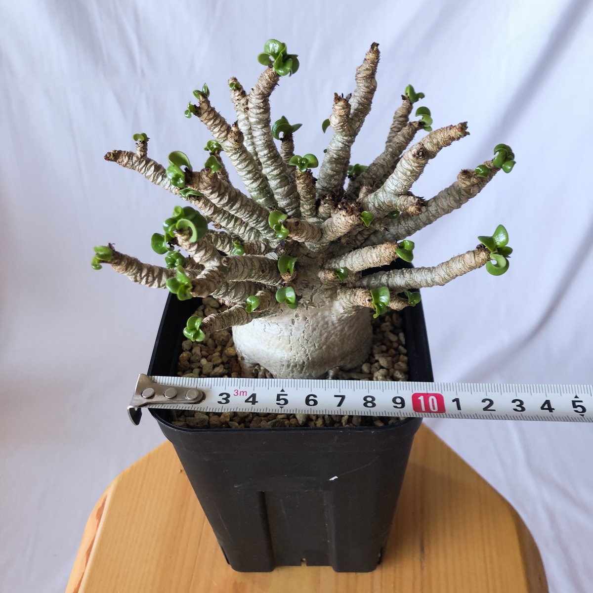 アデニウム ドーセットホーン アラビカム 獅子葉 発根済 D.H.A Adenium