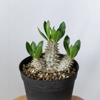 パキポディウム 恵比寿大黒 実生 Pachypodium Densicaule 塊根植物 コーデックス 多肉植物 珍奇植物 静岡 ANTIDOTE 通販 S1420