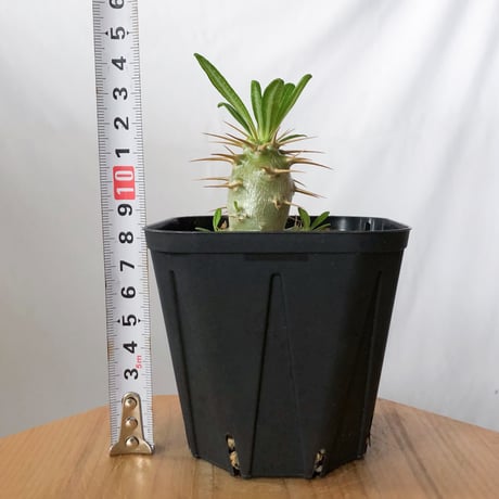 パキポディウム アンボンゲンセ 実生 Pachypodium ambongense 塊根植物 コーデックス 多肉植物 珍奇植物 静岡 ANTIDOTE 通販 S1437