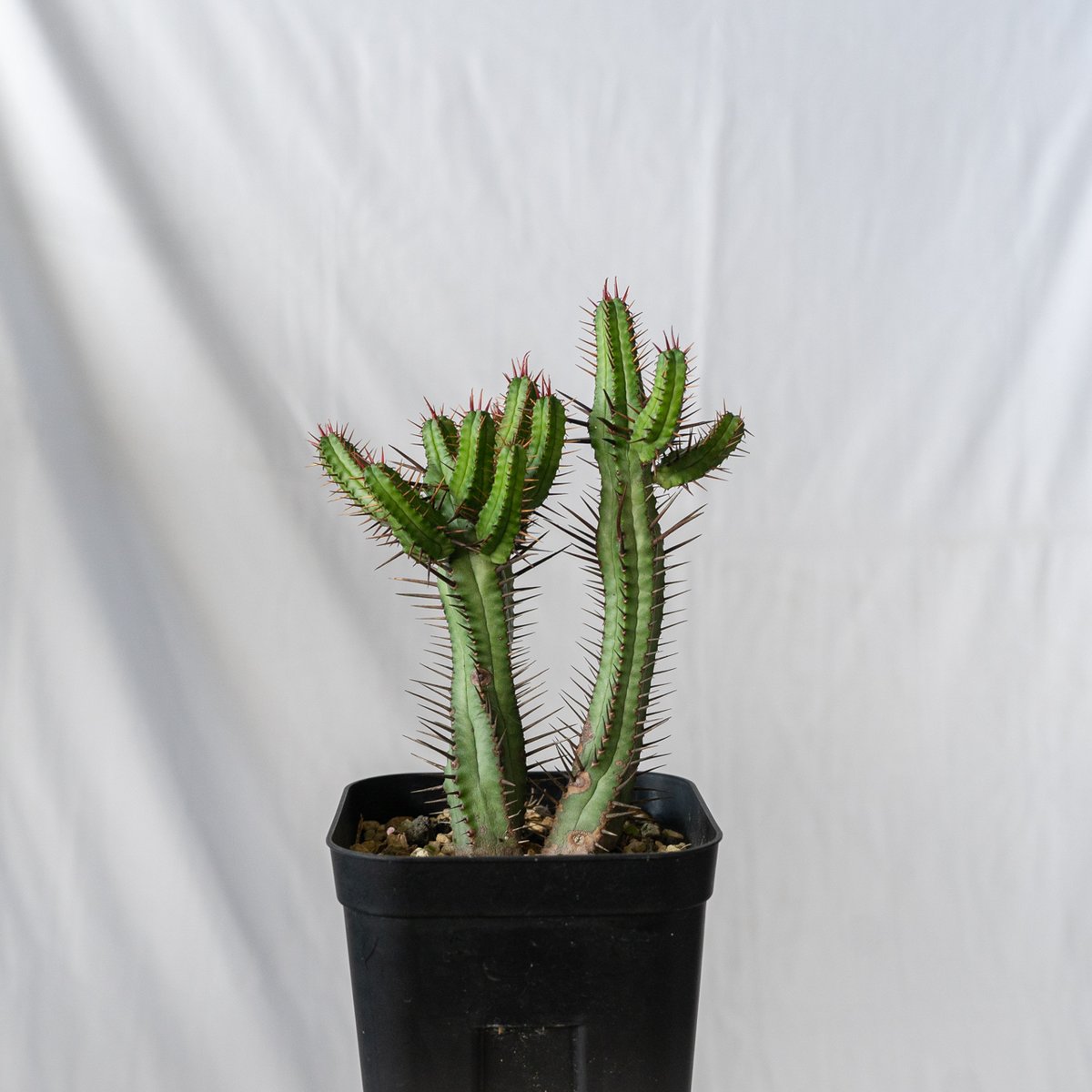 ユーフォルビア エノプラ Euphorbia enopla 紅彩閣 塊根植物 多肉植物