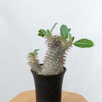 アデニウム アラビカム ドーセットホーン 獅子葉 Adenium Arabicum