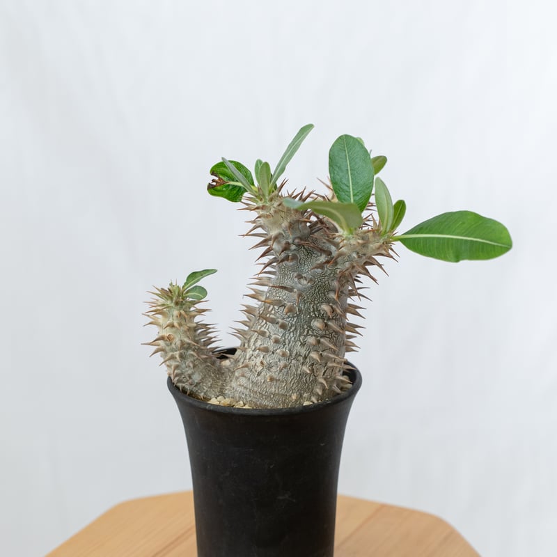 パキポディウム ブレビカリックス 実生 densiflorum var. brevicalyx