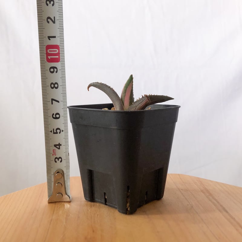 アガベ チタノタ 狼人 白中斑 Agave titanota Werewolf 多肉植物 珍