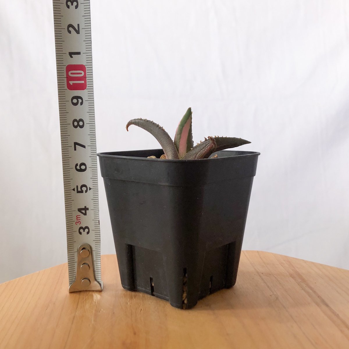 アガベ チタノタ 狼人 白中斑 【発根管理中】Agave titanota Werewolf