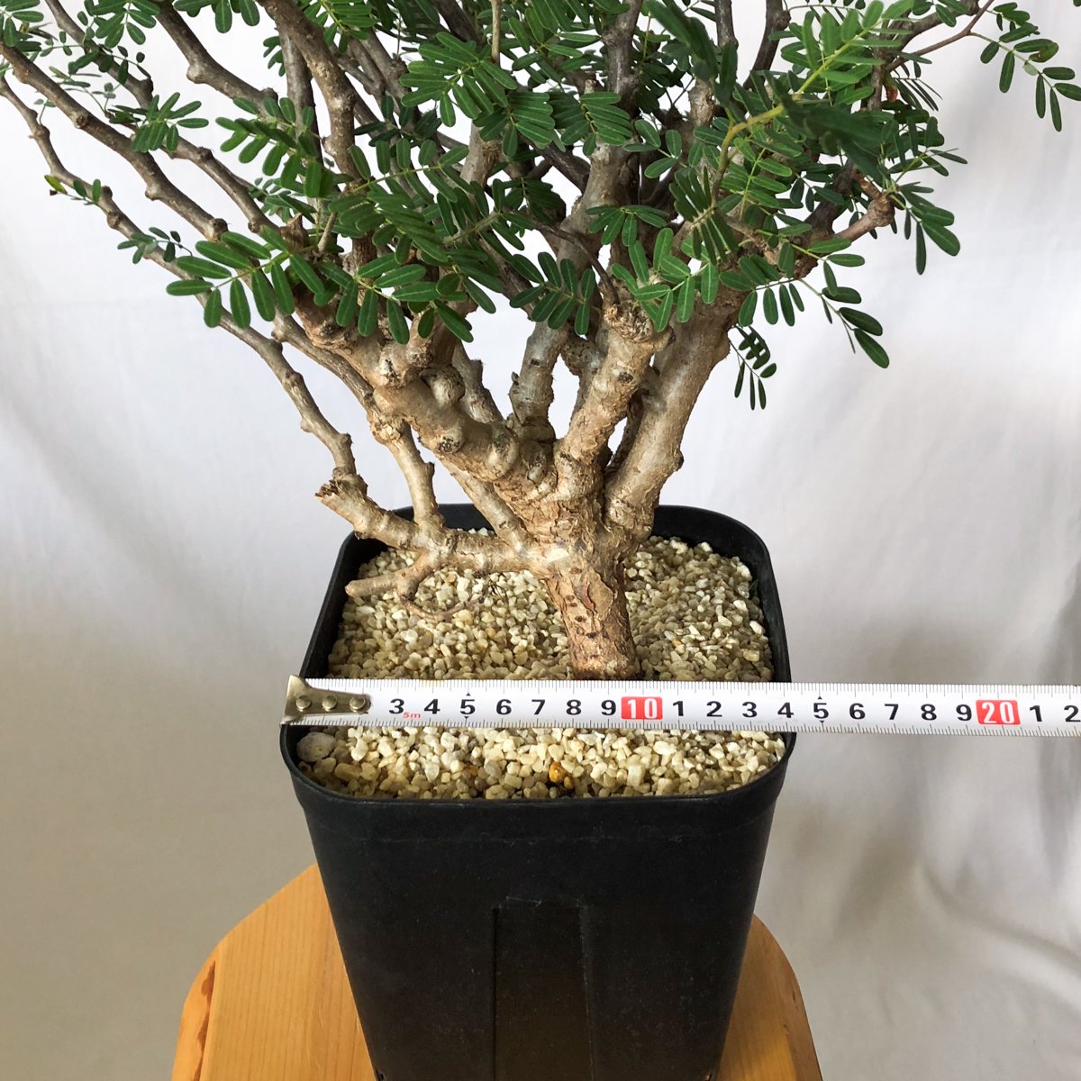 センナ メリディオナリス 特大株 Senna Meridionalis 灌木コーデックス